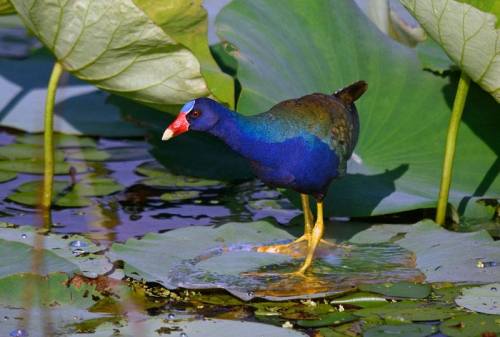 A colorful bird with a blue body and red beak stands on a lily pad in a pond surrounded by green leaves.