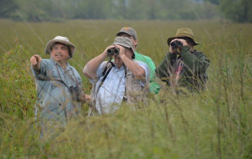 A group of four people in hats observing nature with binoculars in a grassy field.