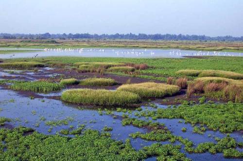 A serene wetland scene with lush green vegetation and a calm water surface, dotted with white birds in the distance.