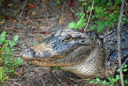 A close-up of an alligator resting on the ground, partially hidden by grass and foliage.