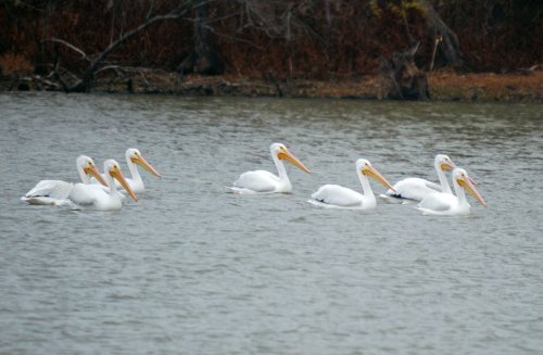 A group of white pelicans swimming in a calm, gray lake surrounded by sparse trees.