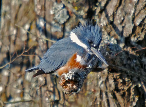 A kingfisher perched on a branch, showcasing its blue and white feathers against a textured tree bark background.