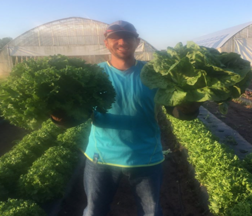A man in a blue shirt holds two large heads of lettuce in a field, with green rows and greenhouses in the background.
