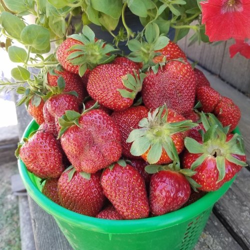 A green basket overflowing with fresh, ripe strawberries, surrounded by greenery and colorful flowers.