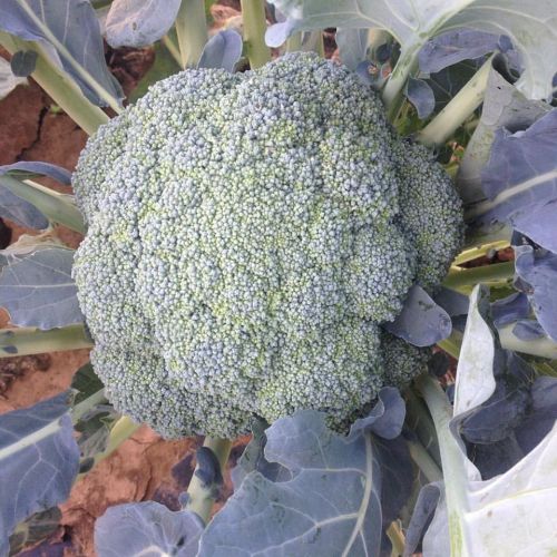 Close-up of a fresh, green broccoli head surrounded by large leaves in a garden setting.