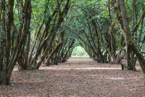 A serene forest path lined with tall trees, surrounded by green foliage and a carpet of fallen leaves.