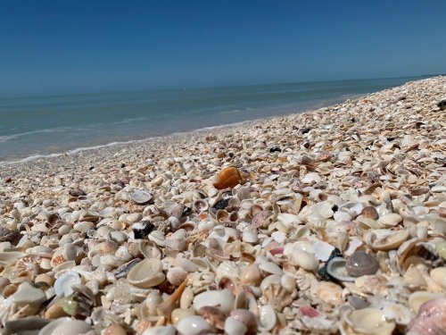 A sandy beach covered in various seashells, with calm blue waters and a clear sky in the background.