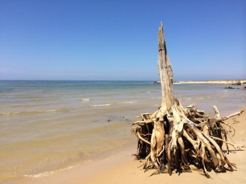 A weathered tree stump stands on a sandy beach, with calm waves and a clear blue sky in the background.