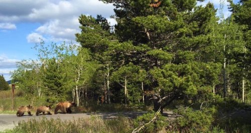 Three bears crossing a road in a forested area, surrounded by green trees and a blue sky.