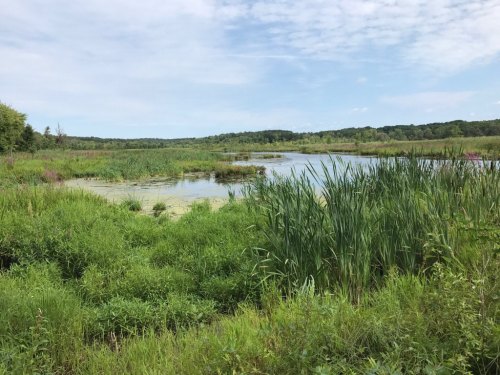 Lush wetland scene with tall grasses and water, surrounded by trees under a partly cloudy sky.