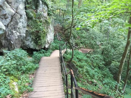 A wooden path winds through a lush green forest, flanked by rocks and trees.