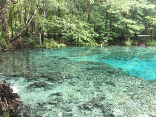 Clear blue water in a serene natural spring, surrounded by lush green trees and rocky underwater formations.