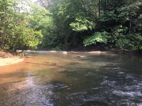 A serene river scene with clear water, sandy banks, and lush green trees lining the shore.