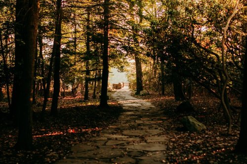 A stone path leads through a forest, with sunlight filtering through the trees towards a clearing in the distance.