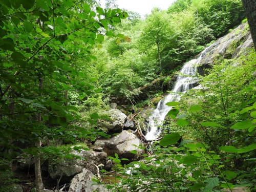 A serene waterfall cascades over rocks, surrounded by lush green foliage and trees in a tranquil forest setting.