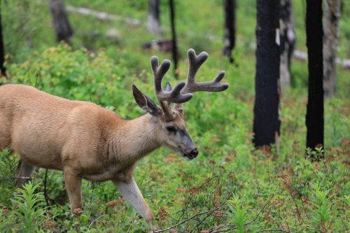 A deer with antlers walks through a green forest, surrounded by plants and charred trees from a recent fire.