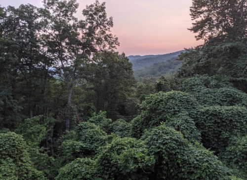 A lush green forest with dense foliage and distant mountains under a soft pink sky at sunset.