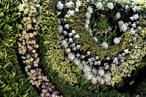 A vibrant vertical garden featuring a variety of succulents and greenery arranged in a circular pattern.