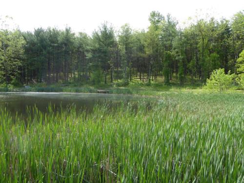 A serene pond surrounded by tall grasses and lush green trees under a clear blue sky.