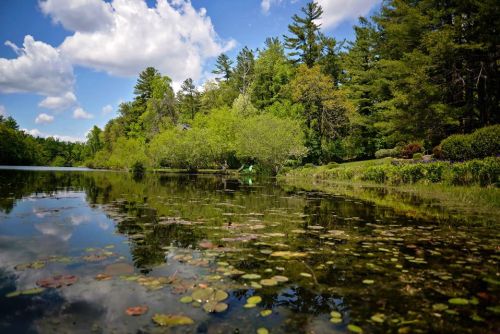 A serene lake surrounded by lush greenery and trees, with clouds reflecting on the water's surface.
