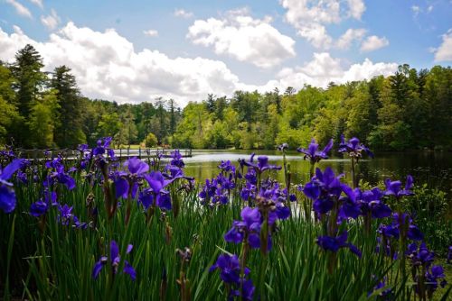 Vibrant purple irises in the foreground with a serene lake and lush green trees under a partly cloudy sky.