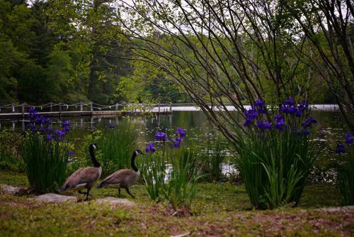 Two geese walk near a serene lake surrounded by green trees and blooming purple irises.
