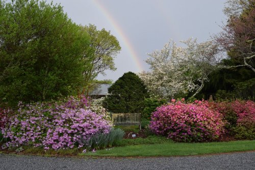 A vibrant garden with blooming flowers in pink and purple, under a rainbow and a cloudy sky.