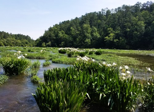 Lush green wetlands with white flowers, surrounded by trees under a clear blue sky.