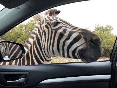 A close-up of a zebra leaning into a car window, with trees in the background.