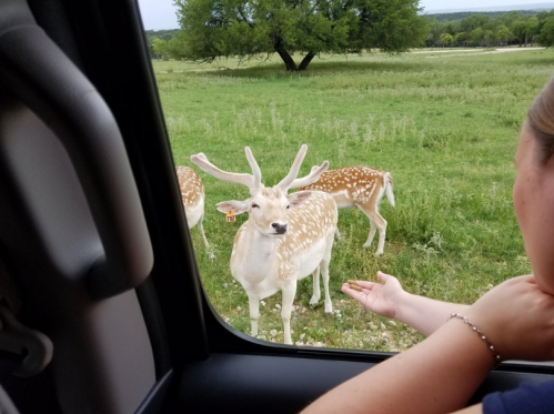 A person reaches out from a car window to feed a white deer with antlers, surrounded by other deer in a grassy field.