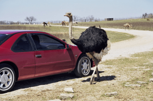 An ostrich walks beside a red car on a rural road, with fields and other animals in the background.