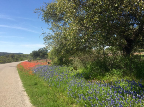 A scenic road lined with vibrant blue and red wildflowers under a clear blue sky and green trees.