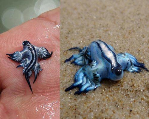 A small, vibrant blue creature with wing-like appendages, resting on a sandy surface and held in a person's hand.