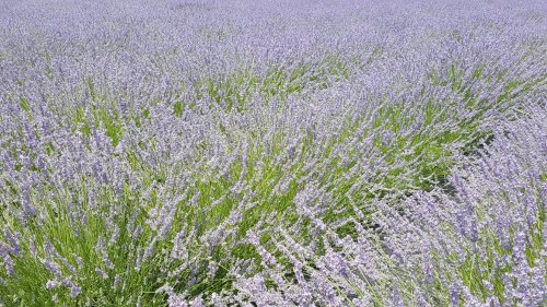 A vast field of blooming lavender, with vibrant purple flowers swaying gently in the breeze.