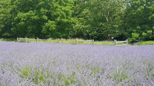A vibrant lavender field in full bloom, bordered by a wooden fence and lush green trees in the background.