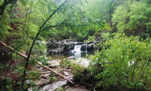 A serene forest scene featuring a small waterfall surrounded by lush green trees and rocky terrain.
