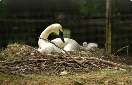 A swan sits on a nest with a fluffy cygnet nearby, surrounded by twigs and greenery.