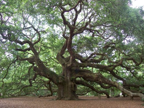 A large, sprawling tree with thick branches and lush green leaves, surrounded by a carpet of fallen leaves.