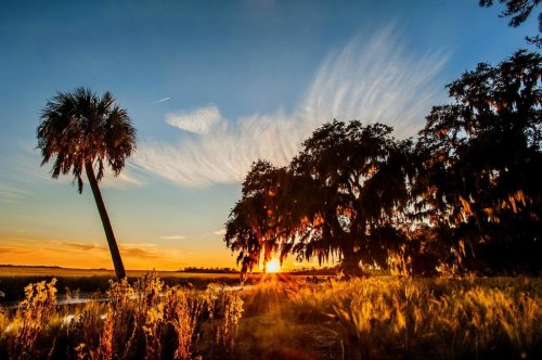 A serene sunset over a marsh, with palm trees and Spanish moss silhouetted against a colorful sky.