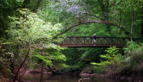 A person stands on a bridge surrounded by lush green trees, overlooking a calm creek below.