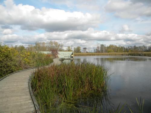 A wooden walkway curves through tall grasses beside a calm lake, with cloudy skies and trees in the background.