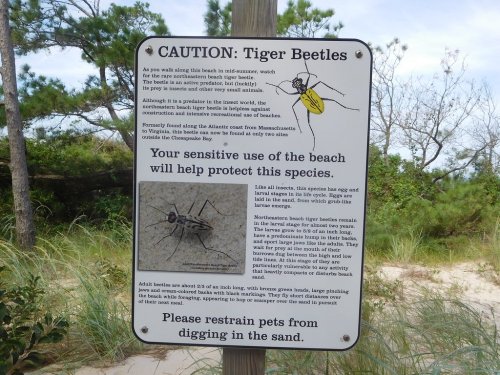 Sign warning about tiger beetles, highlighting their protection and urging pet restraint on the beach to preserve the species.