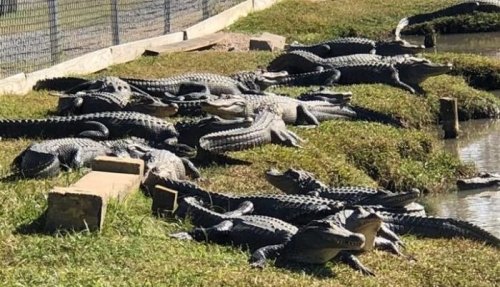 A group of alligators sunbathing on the grass near a water body, with a fence in the background.