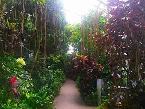 Lush indoor garden with vibrant plants and a winding path, illuminated by natural light filtering through the glass ceiling.