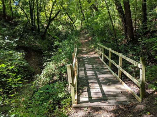 A wooden bridge spans a narrow path through a lush, green forest with sunlight filtering through the trees.