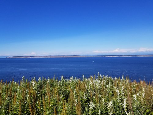 A serene view of a blue ocean under a clear sky, with green plants in the foreground and distant land on the horizon.
