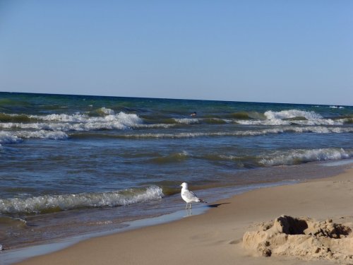 A seagull stands on a sandy beach beside gentle waves under a clear blue sky.