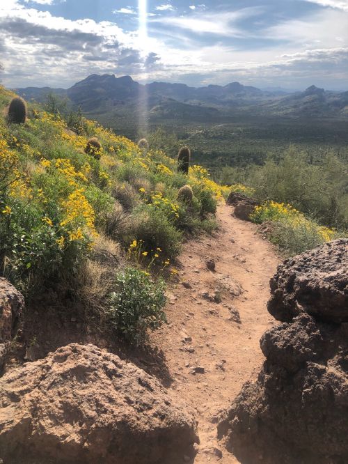 A scenic trail winds through vibrant wildflowers and cacti, with mountains in the background under a bright sky.