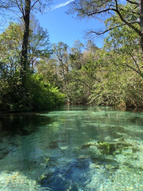 A serene natural scene featuring clear water surrounded by lush green trees under a bright blue sky.