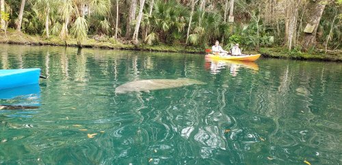 A manatee swims near two kayakers in a lush, green river surrounded by trees.